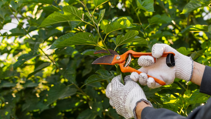 close-up-gardener-taking-care-plants_23-2148905240 close-up-gardener-taking-care-plants_23-2148905240